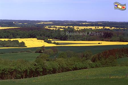 Ausblick vom G�mnitzberg (94 m), Schleswig-Holstein, G�mnitzberg, Rapsbl�te, Albers, Foto, foreal, Raps,