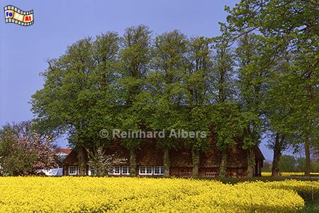 Rapsblte bei Schnberg in Holstein, Schleswig-Holstein, Schnberg, Raps, Rapsblte, Albers, Foto, foreal,