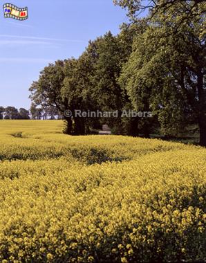 Rapsfeld bei Perdoel, Schleswig-Holstein, Rapsblüte, Rapsfeld, Raps, Perdoel, Albers, Foto, foreal,