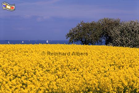 Rapsblte bei Laboe, Schleswig-Holstein, Probstei, Laboe, Raps, Rapsblte, Albers, Foto, foreal,