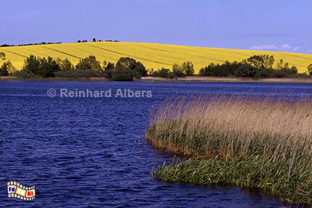Rapsblte am Lebrader Teich, Schleswig-Holstein, Lebrade, Teich, Rapsblte, Albers, Foto, foreal,