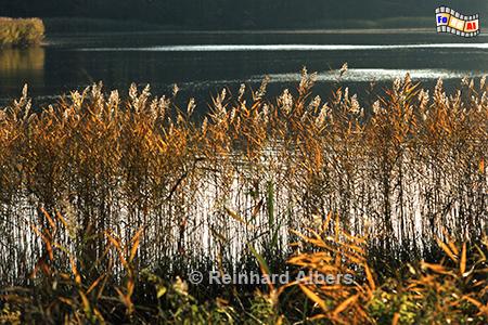 Schilf am Ufer des Ukleisees, Schleswig-Holstein, Holsteinische Schweiz, Ukleisee, Albers, Foto, foreal,