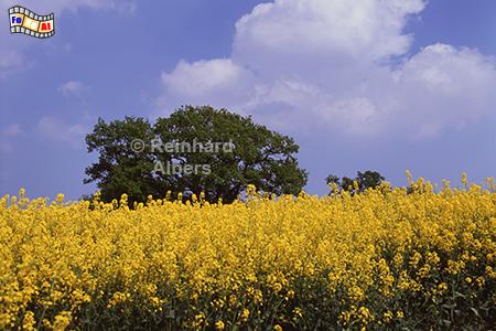 Rapsbl�te bei Perdoel, Schleswig-Holstein, Perdoel, Raps, Rapsbl�te, Albers, Foto, foreal,