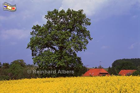 Rapsblte bei Perdoel, Schleswig-Holstein, Perdoel, Raps, Rapsblte, Albers, Foto, foreal,