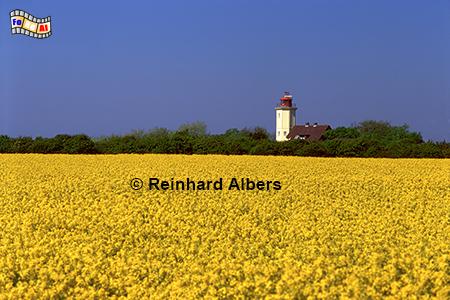 Rapsblte auf der Insel Fehmarn beim Leuchtturm von Westermarkelsdorf, Schleswig-Holstein, Westermarkelsdorf, Fehmarn, Raps, Rapsblte, Albers, Foto, foreal,
