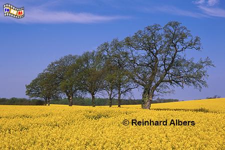 Rapsblte bei Ltjenburg, Schleswig-Holstein, Raps, Rapsblte, Albers, Foto, foreal,