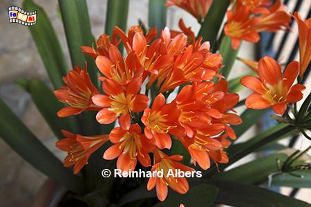 Jardins d'Alfbia, Mallorca, Jardines, Jardins, Alfabia, Blumen, Foto, foreal, Albers, 