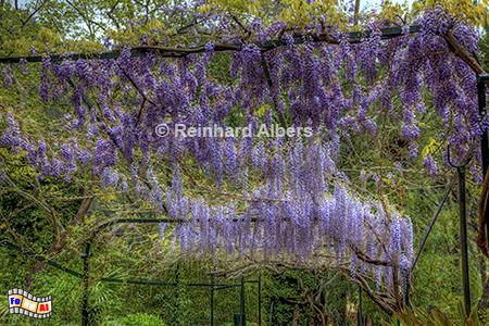 Jardins d'Alfbia: Blauregen/Glyzinie, Mallorca, Jardines, Jardins, Alfabia, Bunyola, Blumen, Blauregen, Glyzinie,Foto, foreal, Albers, 