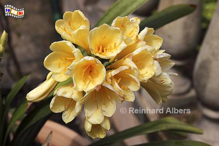 Jardins d'Alf�bia, Mallorca, Jardines, Jardins, Alfabia, Blumen, Foto, foreal, Albers, 