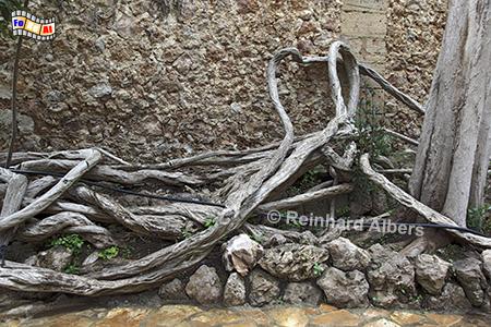 Jardins d'Alfbia: Luftwurzeln, Mallorca, Jardines, Jardins, Alfabia, Blumen, Foto, foreal, Albers, 