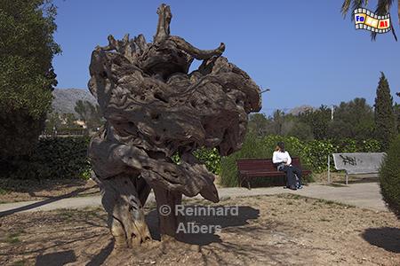 Pollena: Reste eines alten Olivenbaumes., Mallorca, Pollenca, Olivenbaum, Foto, Albers, foreal,