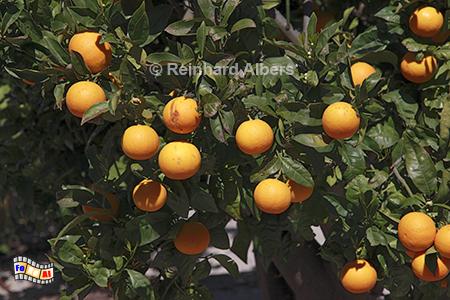 Orangen am Baum, Mallorca, Orangen, Albers, Foto, Natur, Vegetation,