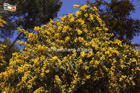 Mimosenstrauch, Mallorca, Mimosen, Albers, Foto, Natur, Vegetation,
