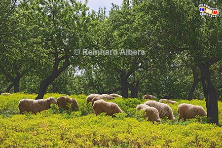 Schafe unter Mandelbumen, Mallorca, Mandelbume, Schafe, Natur, Blumen, Foto, foreal, Albers,