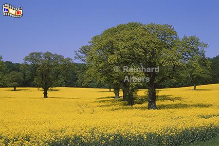 Rapsbl�te Gut Wittenberg, Rapsbl�te, Wittenberg, Holsteinische Schweiz, Albers, Foto, foreal,