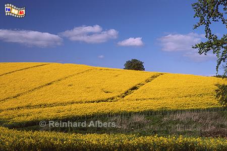 Rapsbl�te Gut Hohenhof, Rapsbl�te, Raps, Rapsfeld, Gut, Hohenhof, Holsteinische Schweiz, Albers, Foto, foreal,