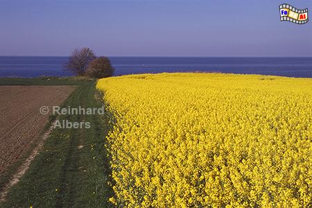 Rapsbl�te N�he Sehlendorfer Strand, Rapsbl�te, Sehlendorfer Strand, Ostsee., Holsteinische Schweiz, Albers, Foto, foreal,
