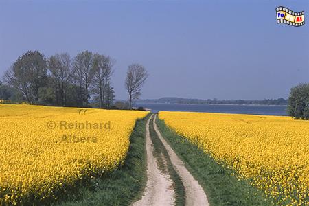 Rapsblte an der Schlei bei Bienebek, Rapsblte, Schleswig-Holstein, Schlei, Bienebek, Albers, Foto, foreal,