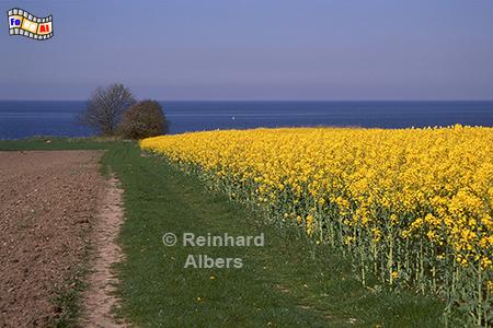 Rapsblüte Nähe Sehlendorfer Strand, Rapsblüte, Sehlendorfer Strand, Ostsee., Holsteinische Schweiz, Albers, Foto, foreal,