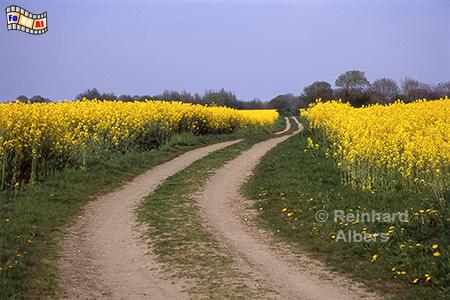 Rapsbl�te bei Bienebek auf der Halbinsel Schwansen, Rapsbl�te, Schleswig-Holstein, Schlei, Bienebek, Albers, Foto, foreal,