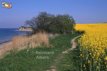Rapsblte Nhe Sehlendorfer Strand, Rapsblte, Sehlendorfer Strand, Ostsee., Holsteinische Schweiz, Ostholstein, Albers, Foto, foreal,