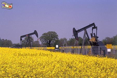 Erdlfrderpumpen bei Schnbken, Rapsblte, Rapsfeld, Raps, Erdl, Frderpumpen, Schnbken, Albers, Foto, foreal,