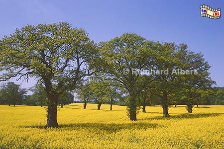 Rapsbl�te Gut Wittenberg, Rapsbl�te, Wittenberg, Holsteinische Schweiz, Albers, Foto, foreal,