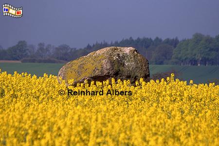 Rapsfeld mit Hnengrab auf der Halbinsel Schwansen., Rapsblte, Hnengrab, Schleswig-Holstein, Schwansen, Albers, Foto, foreal,