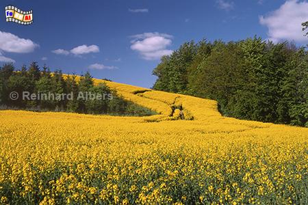 Rapsblte Gut Hohenhof, Rapsblte, Raps, Rapsfeld, Gut, Hohenhof, Holsteinische Schweiz, Albers, Foto, foreal,