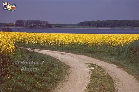 Rapsblte an der Schlei bei Bienebek, Rapsblte, Schleswig-Holstein, Schlei, Bienebek, Albers, Foto, foreal,