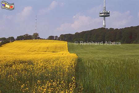 Rapsblte am Bungsberg, Raps, Rapsblte, Rapsfelder, Ostholstein, Bungsberg, Holsteinische Schweiz, Albers, Foto, foreal,