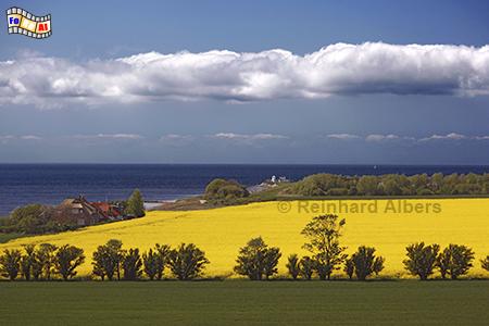 Rapsblte auf der Insel Fehmarn, Rapsblte, Raps, Rapsfeld, Fehmarn, Insel, Ostholstein, Albers, Foto, foreal,