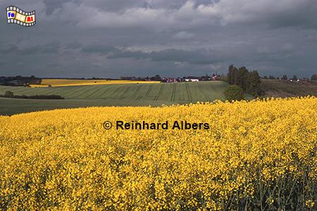 Rapsblte westlich von Eutin, Rapsblte, Raps, Rapsfeld, Eutin, Landschaft, Ostholstein, Holsteinische Schweiz, Albers, Foto, foreal,