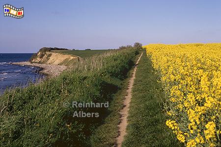 Rapsblte Nhe Sehlendorfer Strand, Rapsblte, Sehlendorfer Strand, Ostsee., Holsteinische Schweiz, Albers, Foto, foreal,