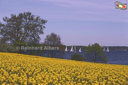Rapsblüte an der Schlei, Rapsblüte, Schlei, Schleswig-Holstein, Schwansen, Albers, Foto, foreal,