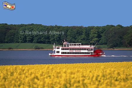 Rapsbl�te an der Schlei bei Bienebek, Rapsbl�te, Schleswig-Holstein, Schlei, Bienebek, Albers, Foto, foreal,