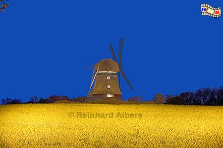 Blaue Stunde bei der Mhle von Gut Farve, Rapsfeld, Raps, Rapsblte, Mhle, Gut, Farve, blaue Stunde, Ostholstein, Albers, Foto, foreal,