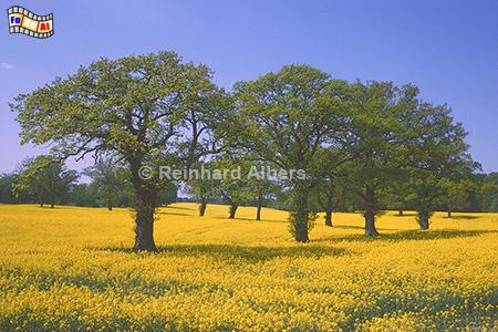 Rapsbl�te Gut Wittenberg, Rapsbl�te, Wittenberg, Holsteinische Schweiz, Albers, Foto, foreal,