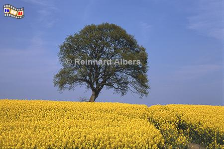 Eiche mit Rapsblte, Gut Maasleben auf der Halbinsel Schwansen, Rapsblte, Eiche, Maasleben, Schwansen, Albers, Foto, foreal,,