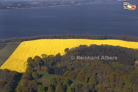 Rapsblte am Ostufer des Selenter Sees, Rapsblte, Selenter See, Holsteinische Schweiz, Albers, Foto, foreal,