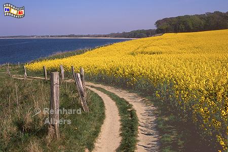 Rapsblte Nhe Sehlendorfer Strand, Rapsblte, Sehlendorfer Strand, Ostsee., Holsteinische Schweiz, Albers, Foto, foreal,