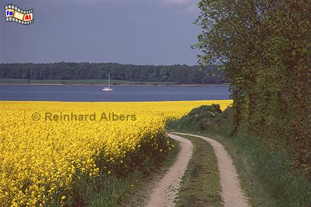 Rapsblte an der Schlei bei Bienebek, Rapsblte, Schleswig-Holstein, Schlei, Bienebek, Albers, Foto, foreal,