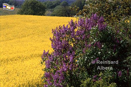 Rapsblte bei Kirchnchel, Rapsblte, Raps, Kirchnchel, Flieder, Holsteinische Schweiz, Albers, Foto, foreal,