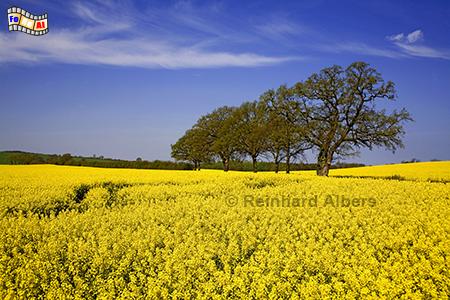 Rapsbl�te bei L�tjenburg., Rapsbl�te, Raps, St�fs, L�tjenburg, Holsteinische Schweiz, Albers, Foto, foreal,
