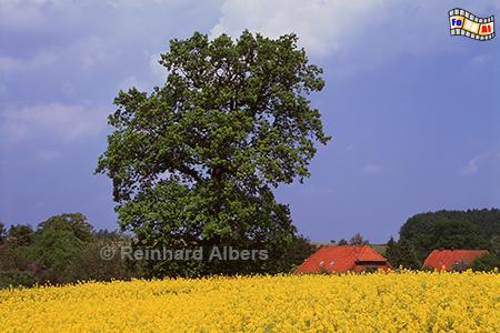 Rapsbl�te bei Perdoel, Rapsfeld, Rapsbl�te, Raps, Schleswig-Holstein, Perdoel, Albers, Foto, foreal,