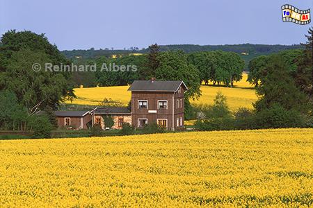 Stillgelegter Bahnhof von Kletkamp in der Holsteinischen Schweiz., Rapsbl�te, Bahnhof, Kletkamp, Flieder, Holsteinische Schweiz, Albers, Foto, foreal,